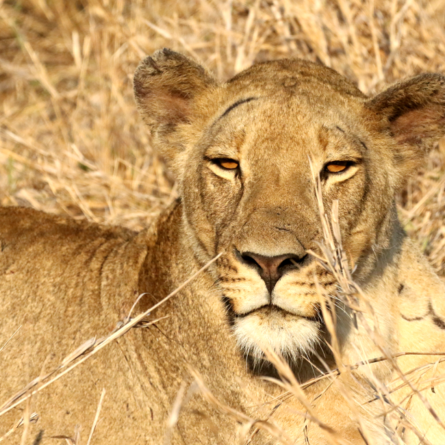 Cosa vedere e fare in Mozambico: leone gorongosa