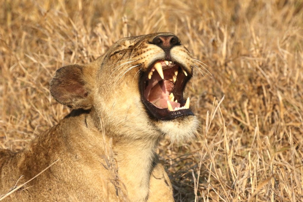 Il Mozambico, destinazione safari