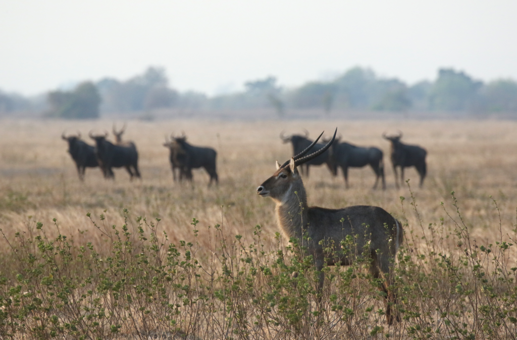 Parchi Nazionali del Mozambico: Ngorongosa