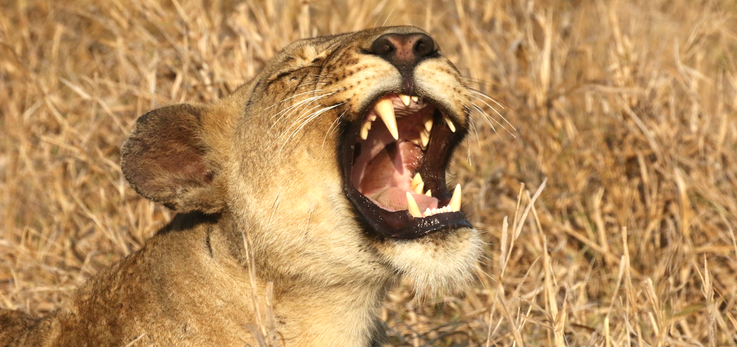 leonessa gorongosa - mozambico